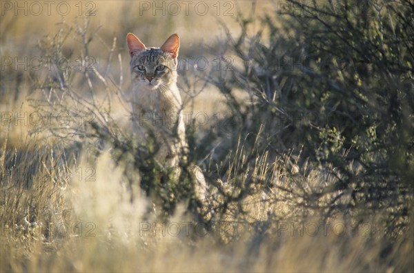 African wildcat (Felis lybica)