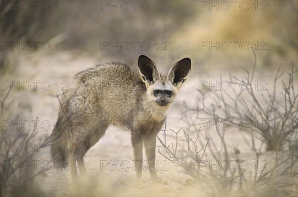 Bat-eared fox (Otocyon megalotis)