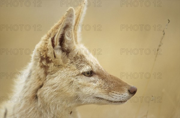 Black-backed Jackal (Canis mesomelas) with pigmentary abnormality of the fur