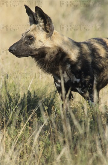 African Wild Dog (Lycaon pictus)