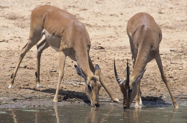 Blacked-faced Impalas or Black-faced Impalas (aepyceros petersi melampus) at a waterhole