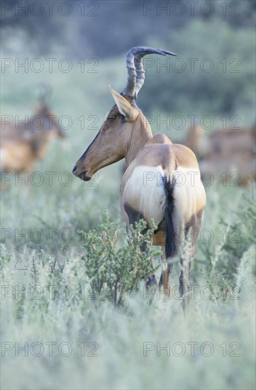 Hartebeest (Alcelaphus buselaphus)