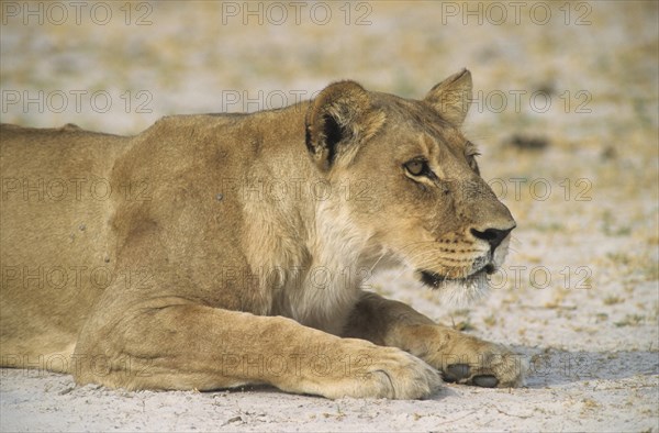 Lion (Panthera leo)