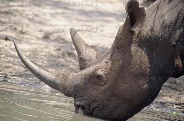 Black Rhinoceros or Hook-lipped Rhinoceros (Diceros bicornis) drinking at a water hole