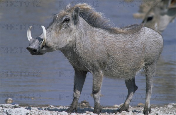 Desert Warthog (Phacochoerus aethiopicus)