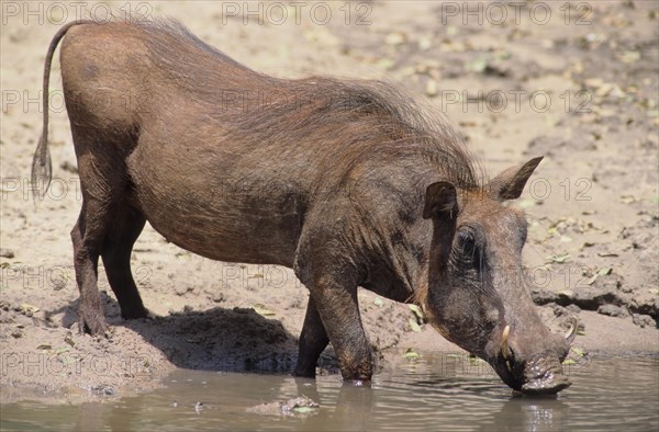 Desert Warthog (Phacochoerus aethiopicus)