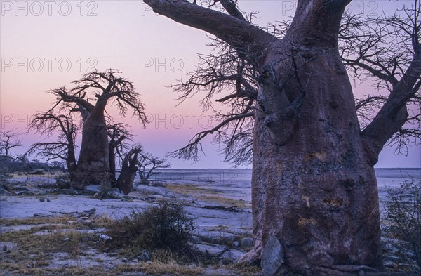 African Baobabs (Adansonia digitata) on a rocky island
