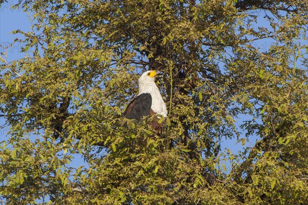 African Fish Eagle (Haliaeetus Vocifer)