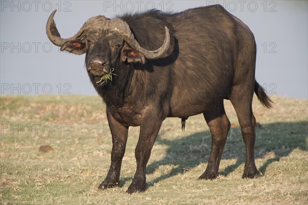 African Buffalo or Cape Buffalo (Syncerus caffer)