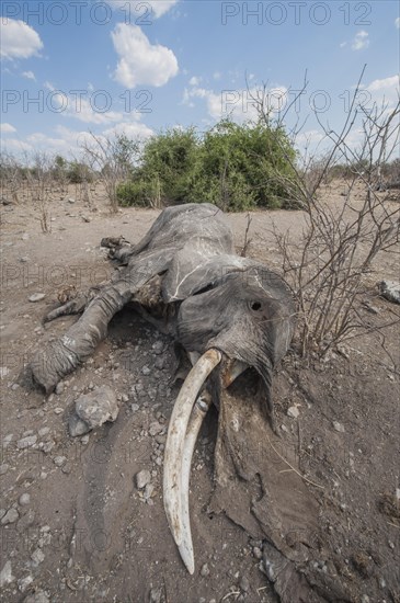 African Elephant (Loxodonta africana)