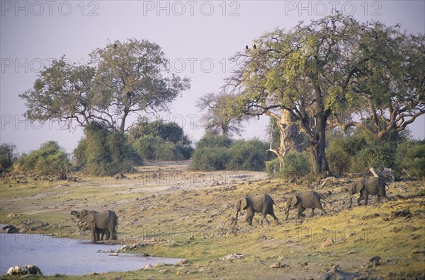 African elephants (Loxodonta africana) at waterhole