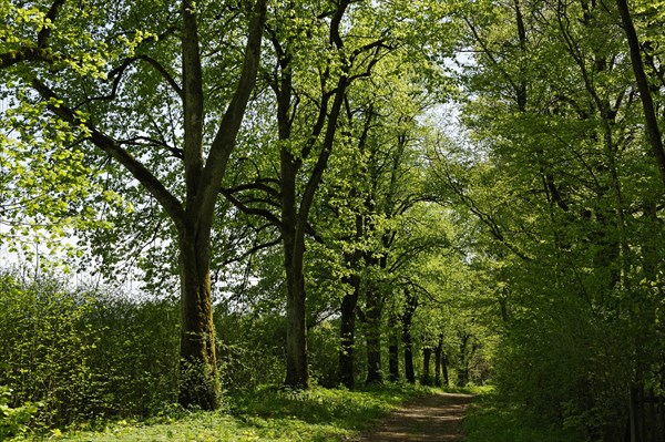 Tree-lined avenue on Staltacher Gut estate