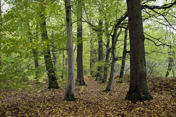 Deciduous forest at Feensteig