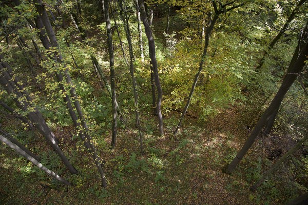 View from a treetop path into the forest