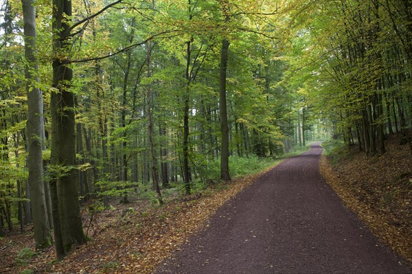 Hiking trail through a hardwood forest along the Rennsteig ridge walk