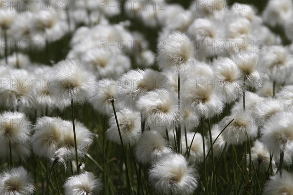 Cotton Grass (Eriophorum angustifolium)