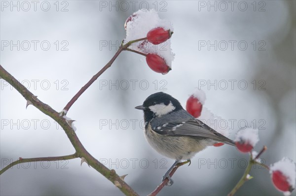 Coal Tit (Periparus ater) in winter