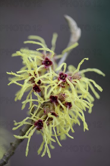 Witch Hazel (Hamamelis mollis "Pallida")