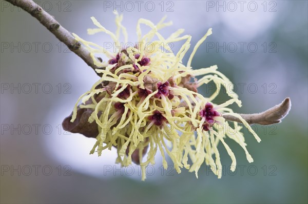 Witch Hazel (Hamamelis mollis "Pallida")