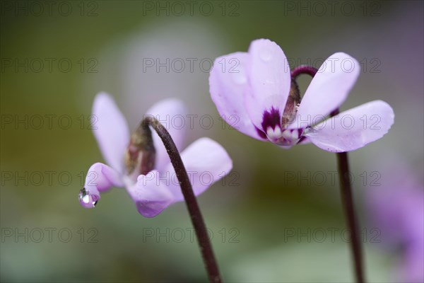 Flowering Spring Cyclamen or Spring Alpine Violet (Cyclamen coum album)