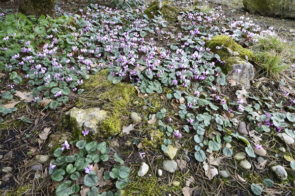 Flowering Spring Cyclamen or Spring Alpine Violet (Cyclamen coum album)