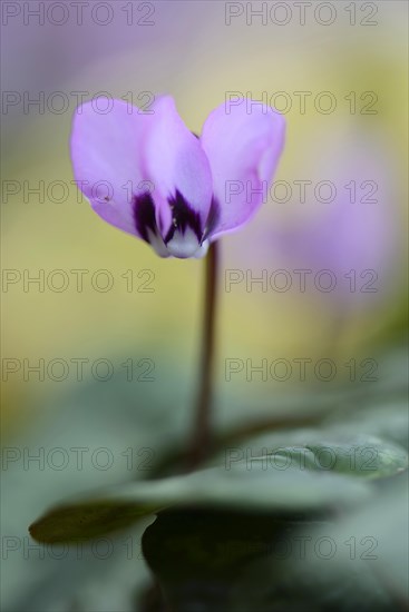 Flowering Spring Cyclamen or Spring Alpine Violet (Cyclamen coum album)