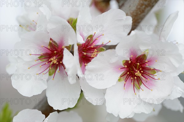 Blossoms of an Almond tree (Prunus dulcis)