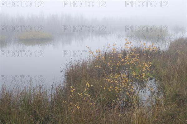 Rewetted bog