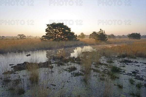 Rewetted bog