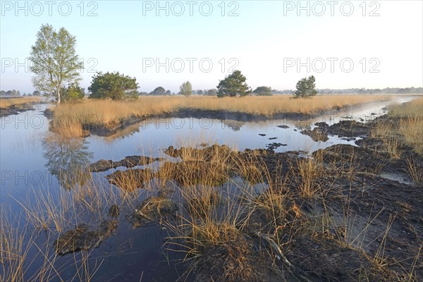 Rewetted bog