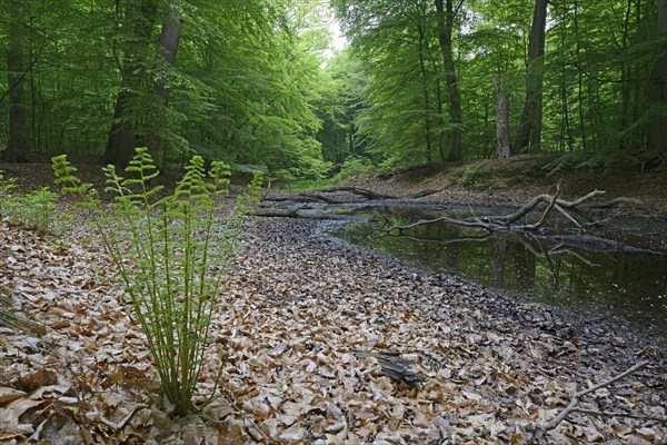 Riparian forest