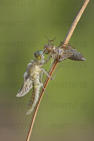 Small Darter (Leucorrhinia dubia)