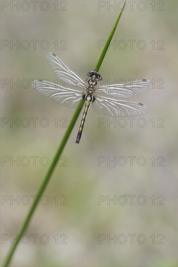 Four-spotted Chaser (Libellula quadrimaculata)