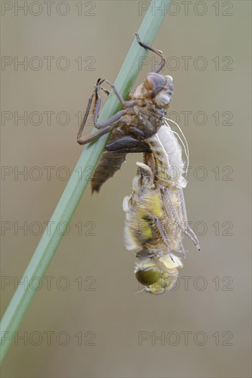 Nordic Ruby Whiteface (Leucorrhinia rubicunda)