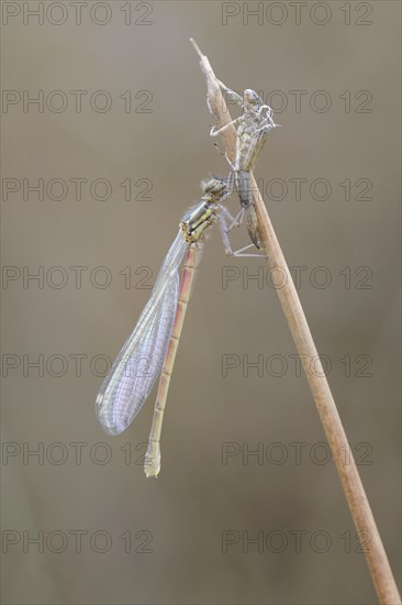 Red-legged Damselfly (Platycnemis acutipennis)