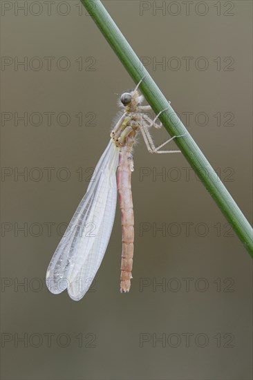 Red-legged Damselfly (Platycnemis acutipennis)