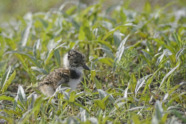 Lapwing