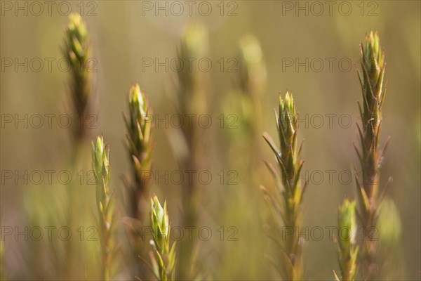 Shoots of Bank Haircap Moss (Polytrichum formosum)