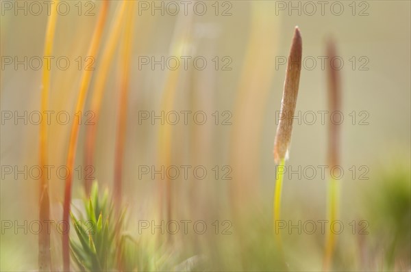 Bank Haircap Moss (Polytrichum formosum)