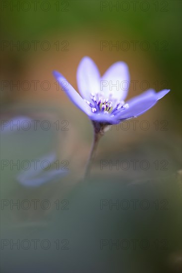 Transylvanian Hepatica (Hepatica transsylvanica)