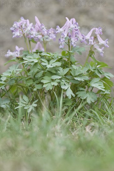 Fingered Corydalis (Corydalis solida)