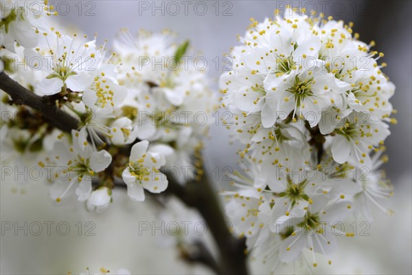Blackthorn or Sloe (Prunus spinosa)