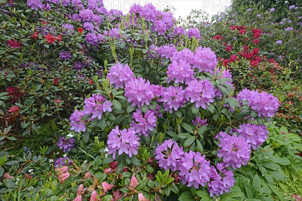Purple blooming Rhododendron (Rhododendron)