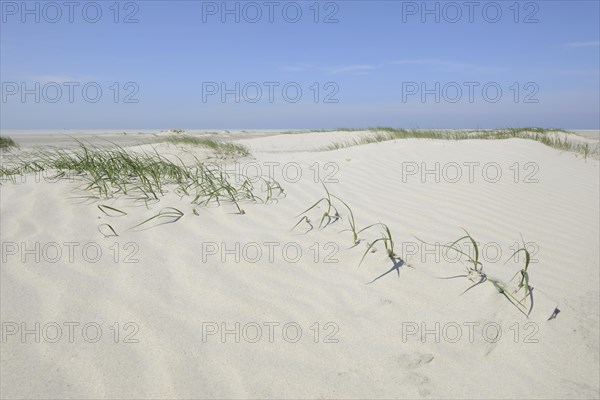 Foredunes at a beach