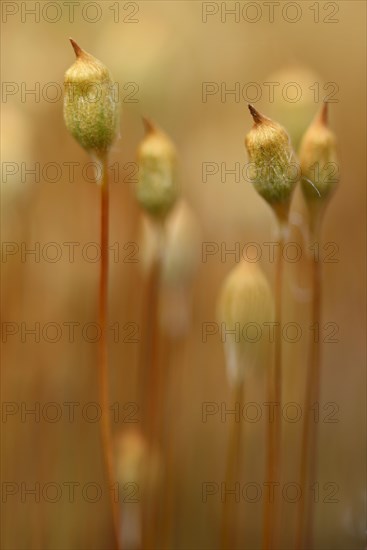 Bank Haircap Moss (Polytrichum formosum)