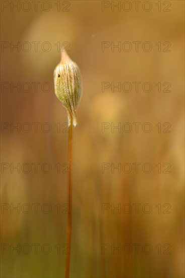 Sporangium of Bank Haircap Moss (Polytrichum formosum)