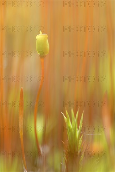 Sporangium of Bank Haircap Moss (Polytrichum formosum)