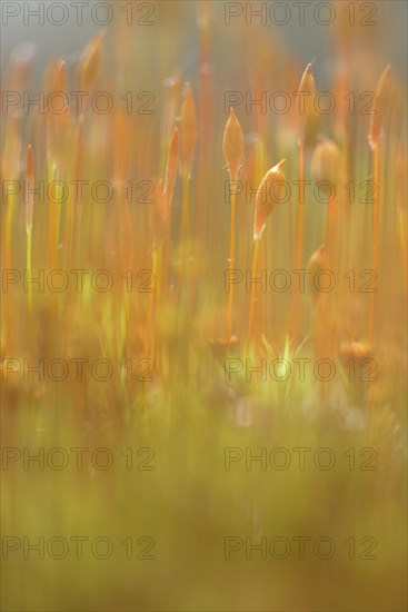 Bank Haircap Moss (Polytrichum formosum)