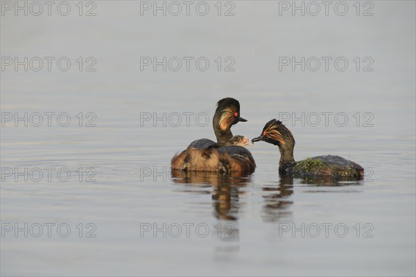 Black-necked Grebes (Podiceps nigricollis) with a chick