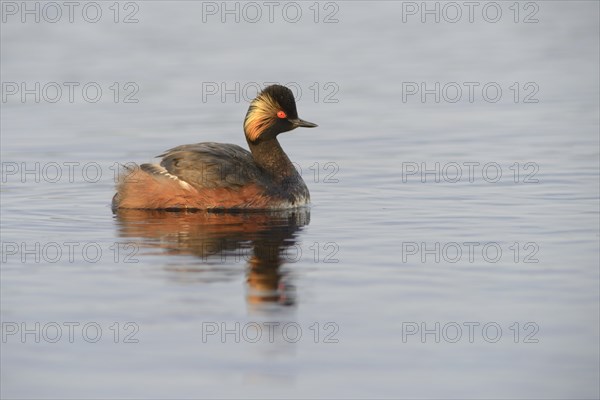 Black-necked Grebe (Podiceps nigricollis)